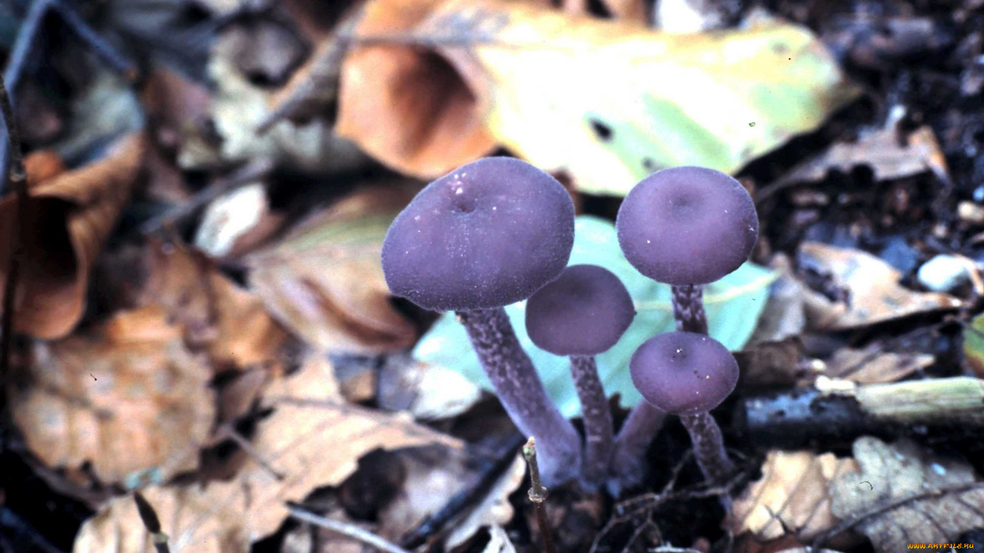 Лсд гриб фиолетовый